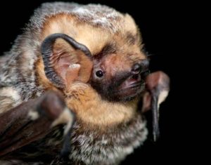 Hoary Bat