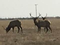 Tule Elk